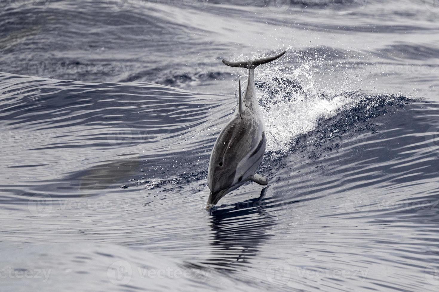 striped Dolphin while jumping in the deep blue sea photo