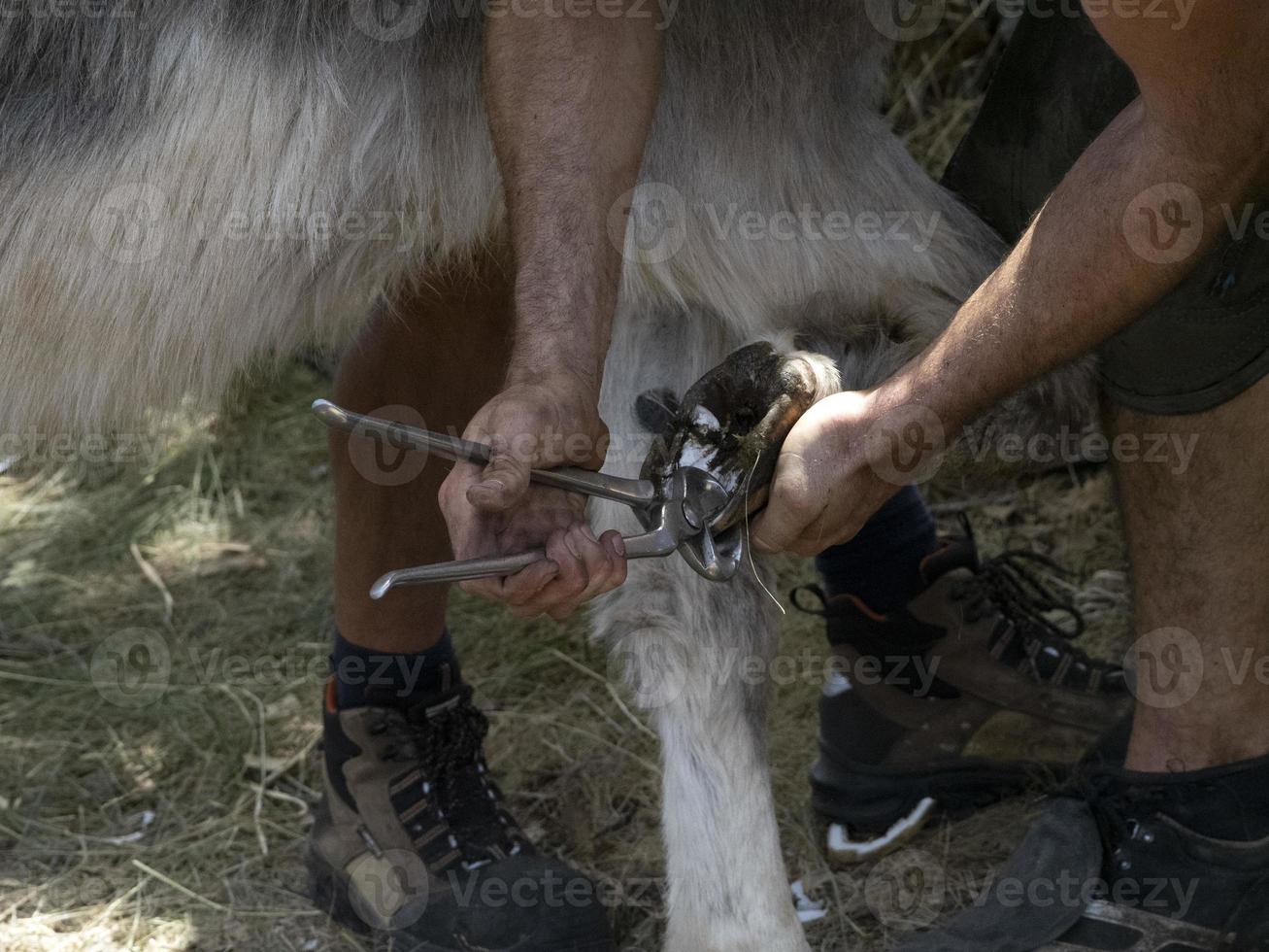 Blacksmith shoeing a donkey and cleaning hoof photo