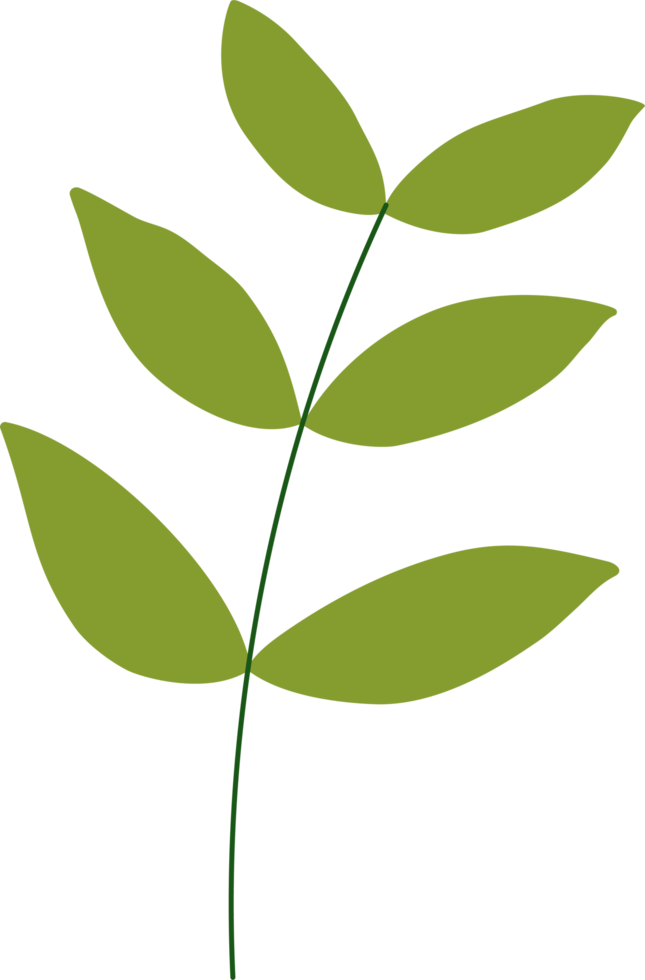 tropical leaf illustration. green house plant design element png