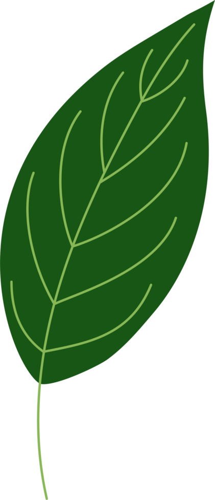 spathiphyllum tropical leaf illustration. green house plant design element png