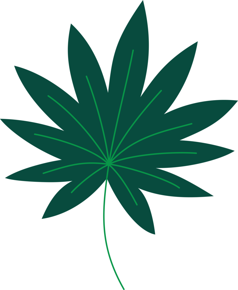 aralia tropical leaf illustration. green house plant design element png