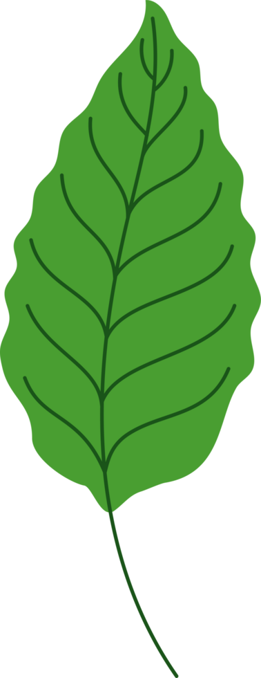 tropical leaf illustration. green house plant design element png