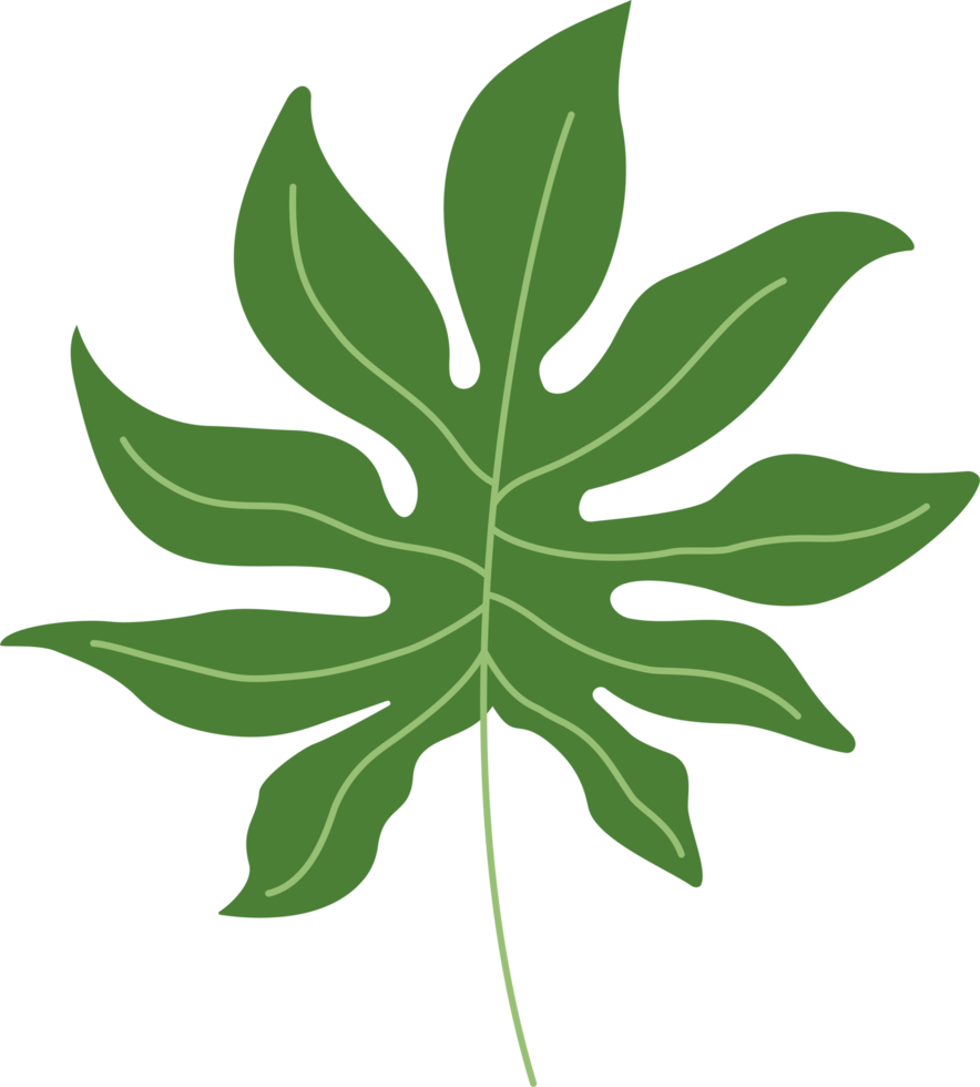philodendron tropical leaf illustration. green house plant design element png
