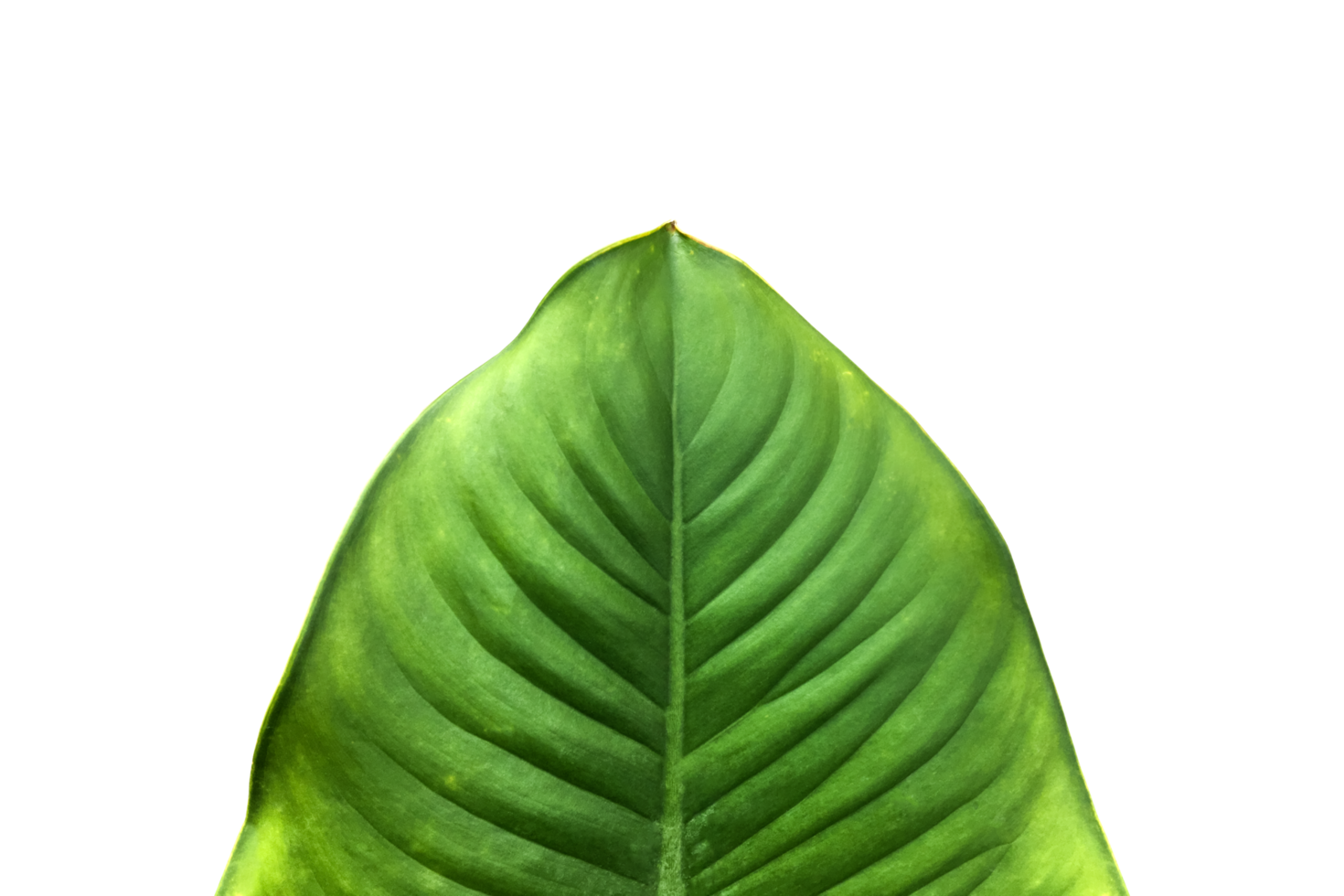 Isolated fresh green dieffenbachia leaf with clipping paths. png