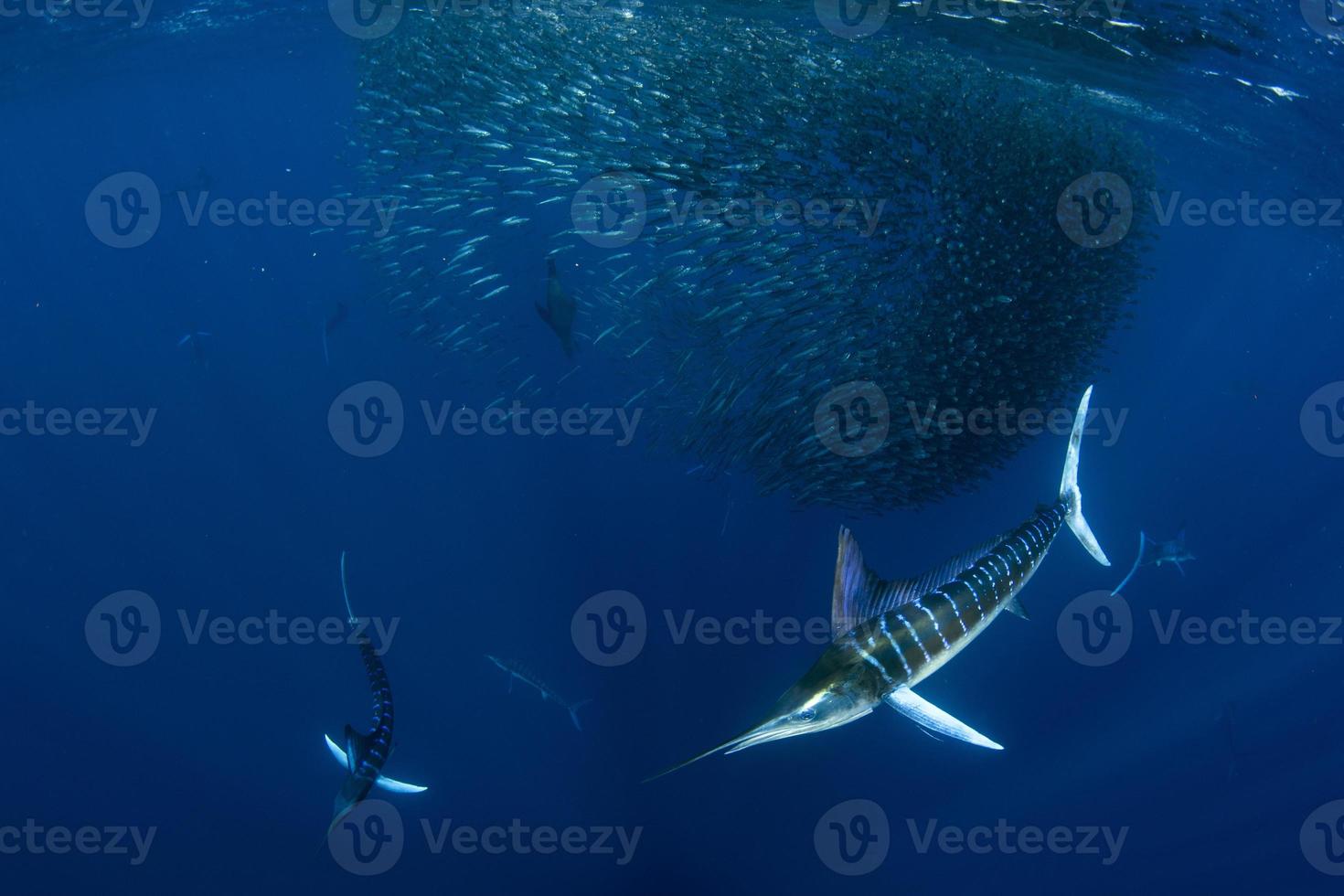 Striped marlin hunting in sardine bait ball in pacific ocean photo