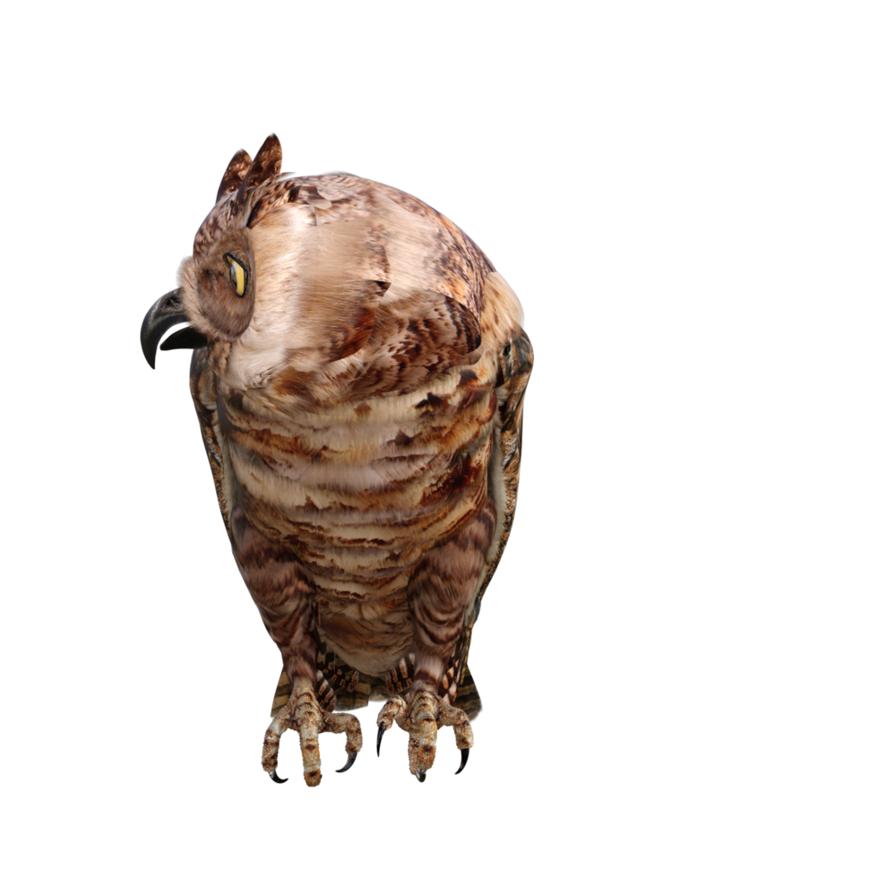 Owls 3d render png