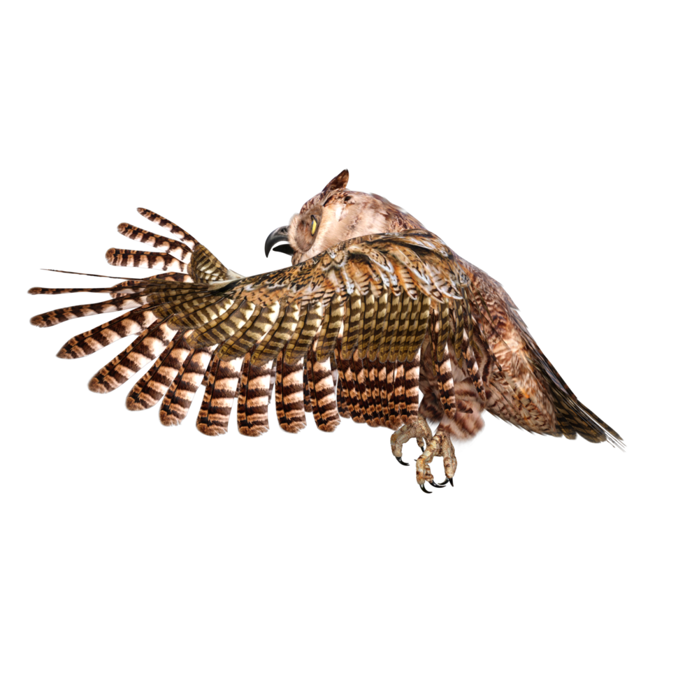 Owls 3d render png