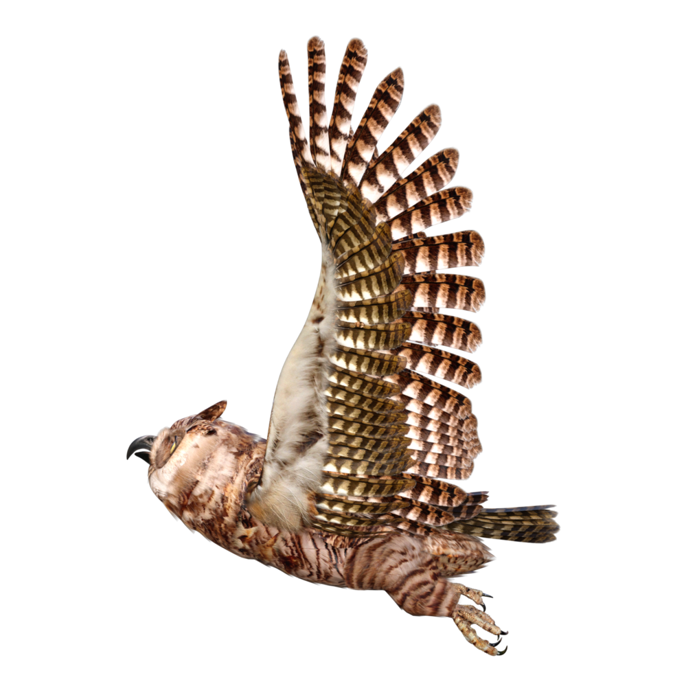 Owls 3d render png