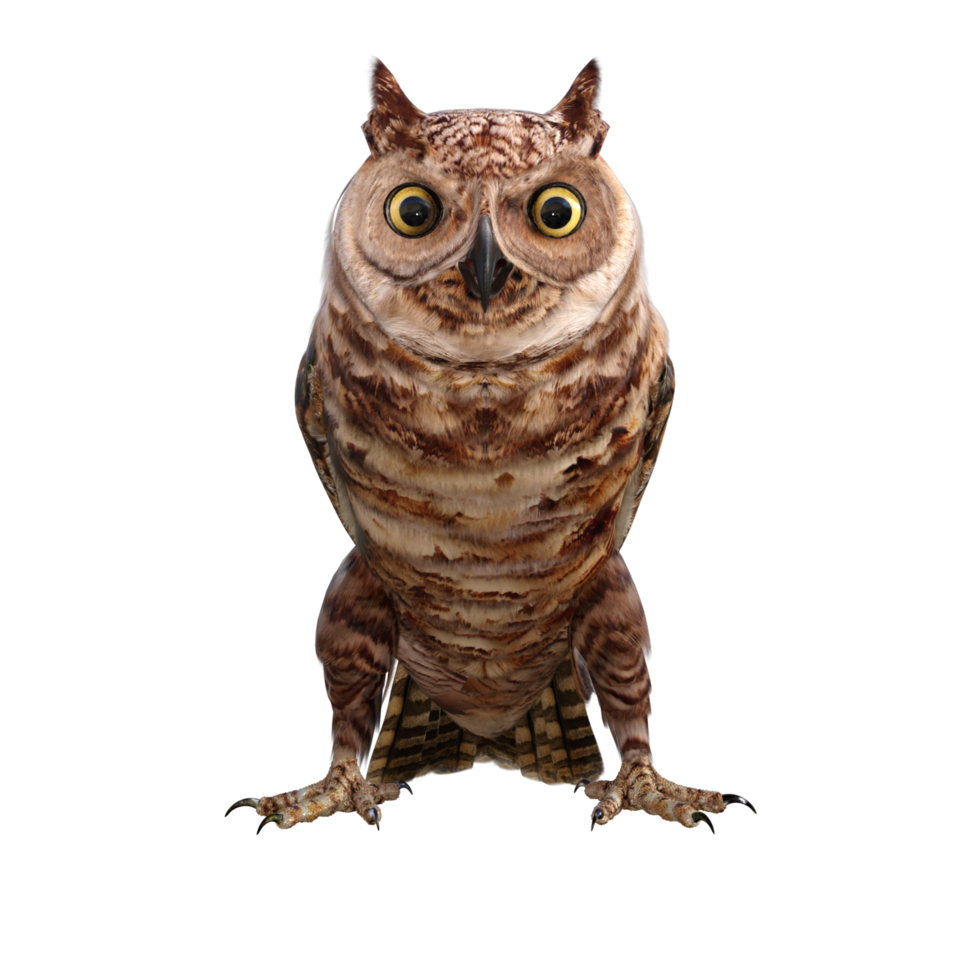 Owls 3d render png