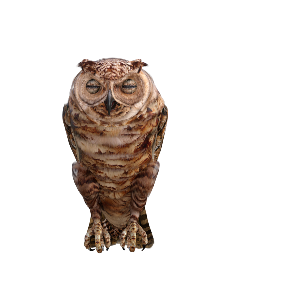 Owls 3d render png