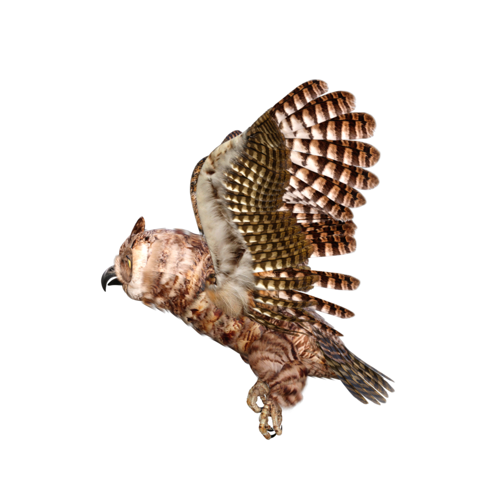 Owls 3d render png