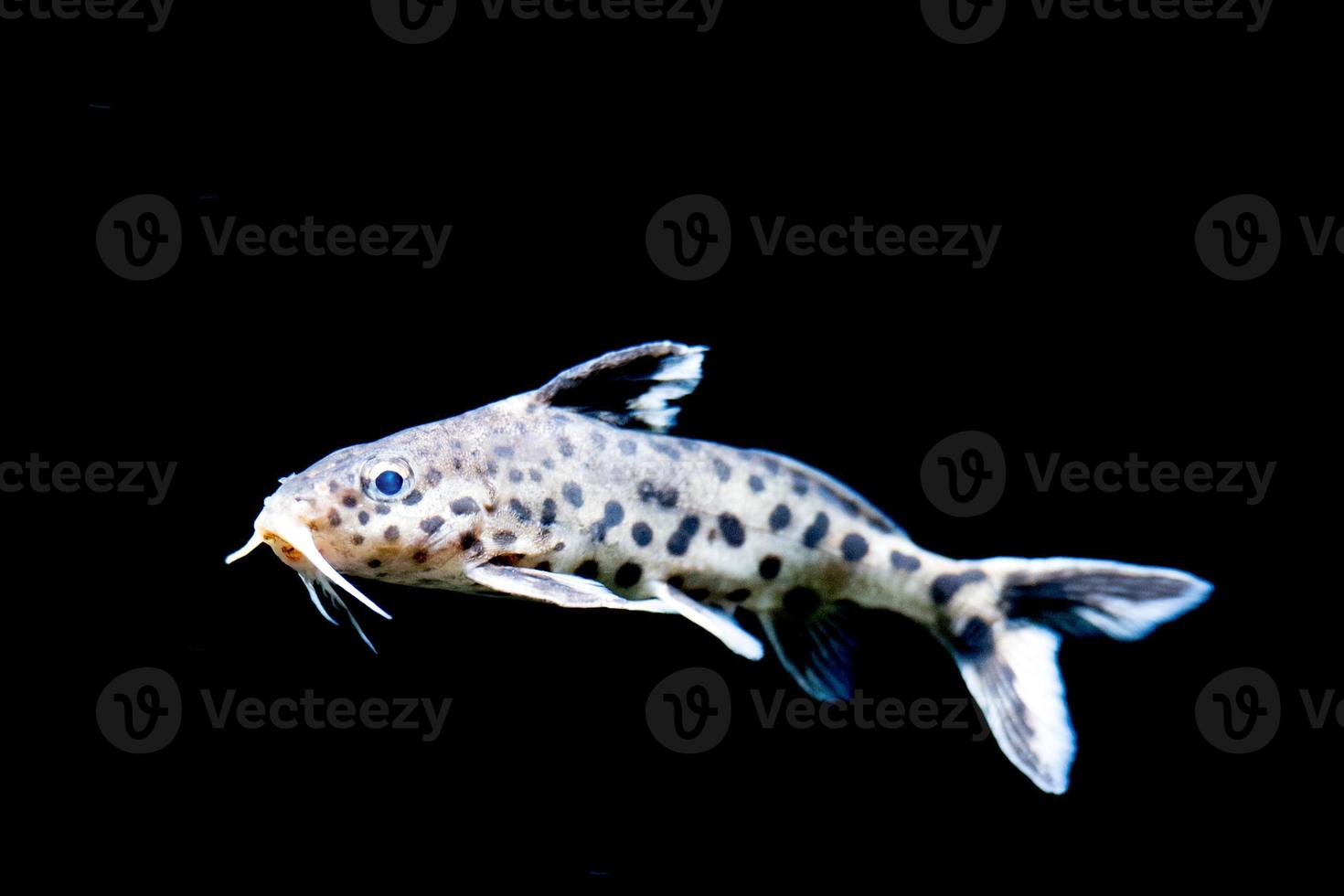 white sucker mouth catfish on black isolated photo