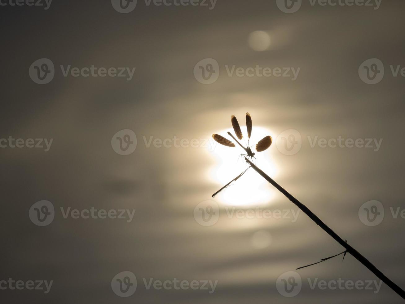 Dragonfly cerrar macro en el arroyo al atardecer foto