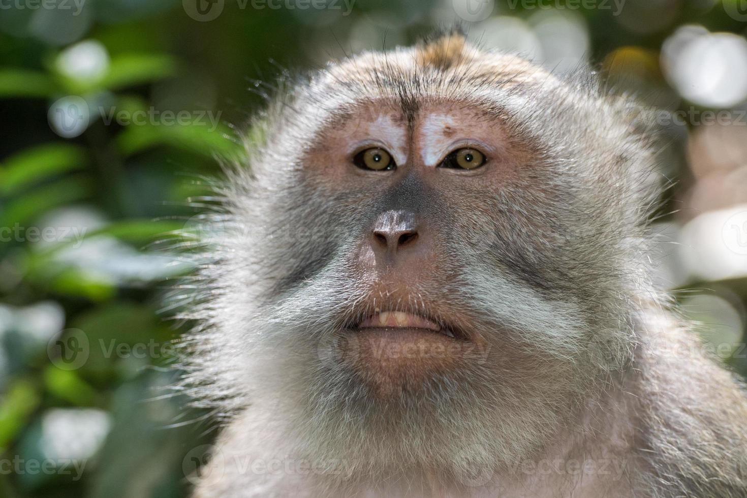 Indonesia macaque monkey ape close up portrait photo