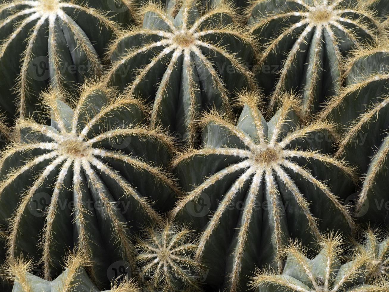 Cactus close up detail photo
