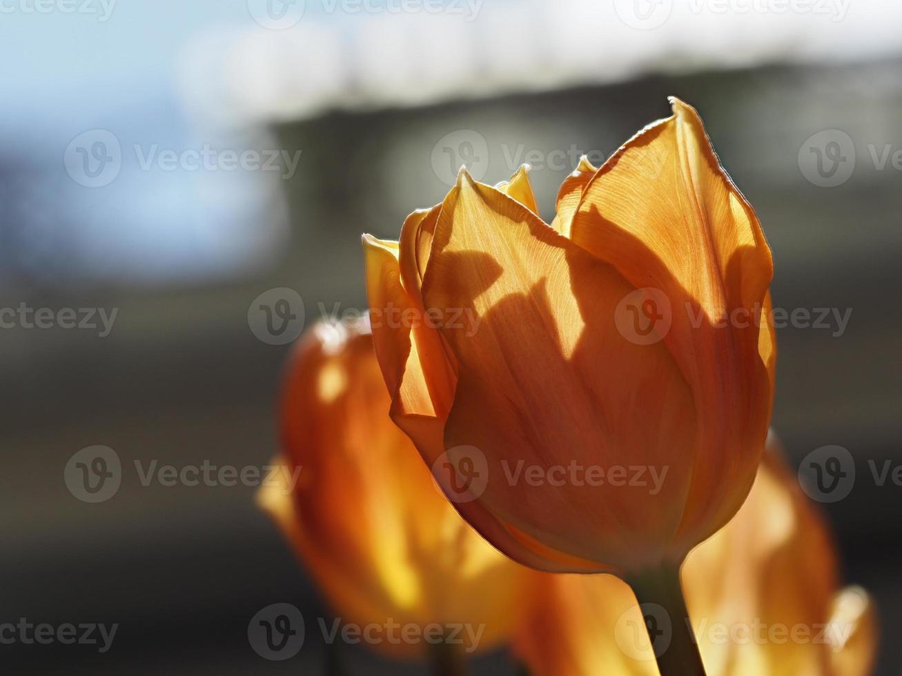 tulip flower isolated on black photo