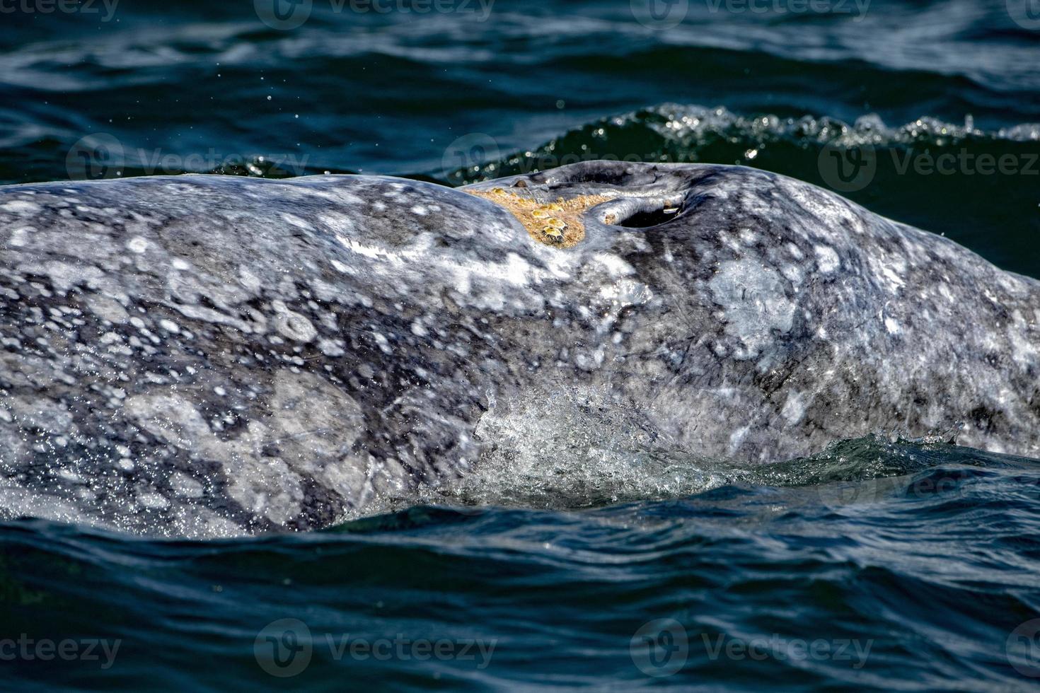 grey whale nose travelling pacific ocean photo