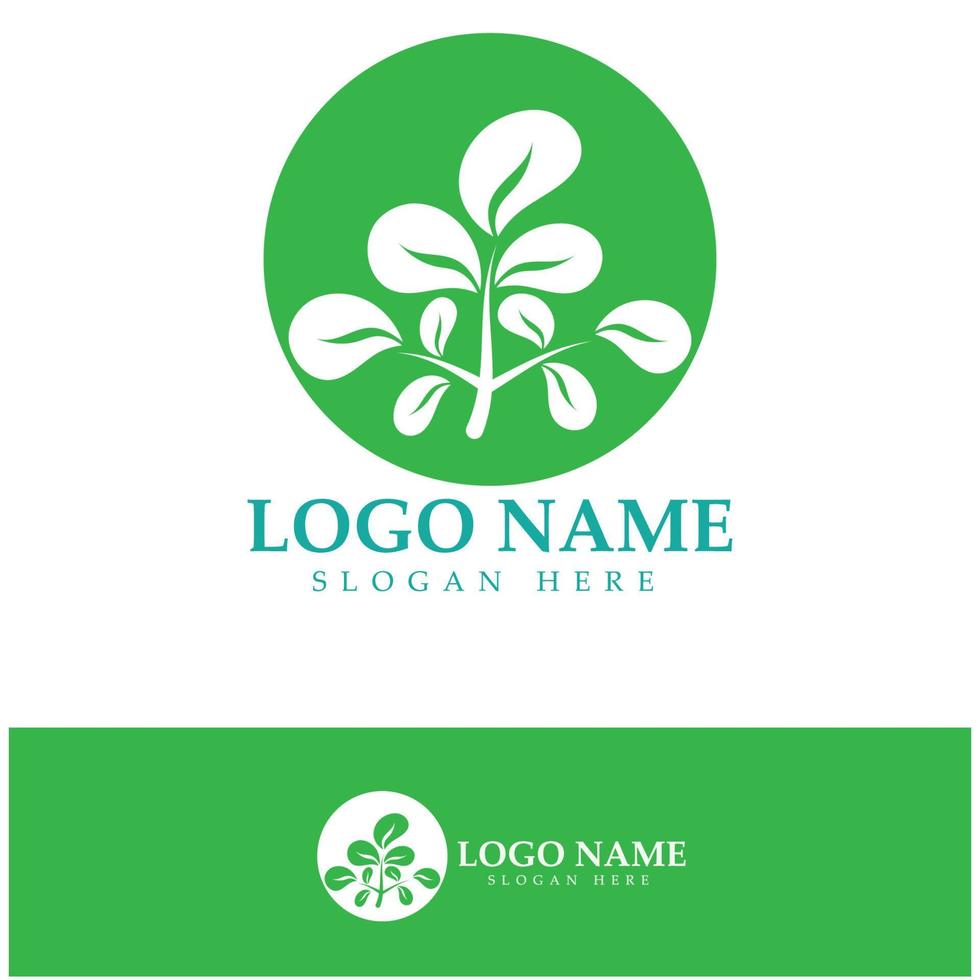 green moringa leaf logo, for herbal ingredients, moringa farming, health, medicine industry, beauty, therapy, concept design vector illustration icon template with a modern concept