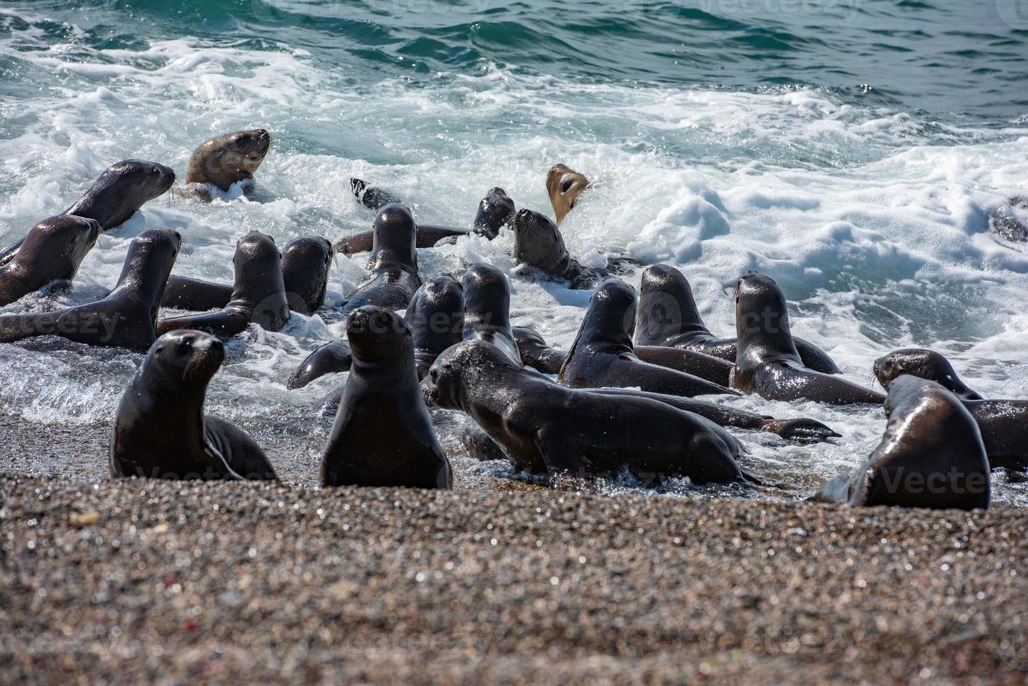 baby newborn sea lion on the beach photo