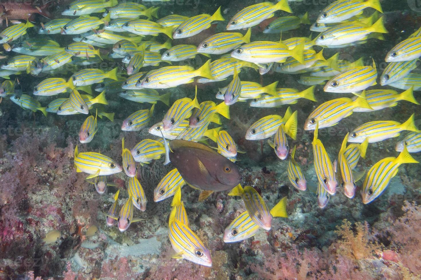 colorful sweet lips fish ln Maldives photo