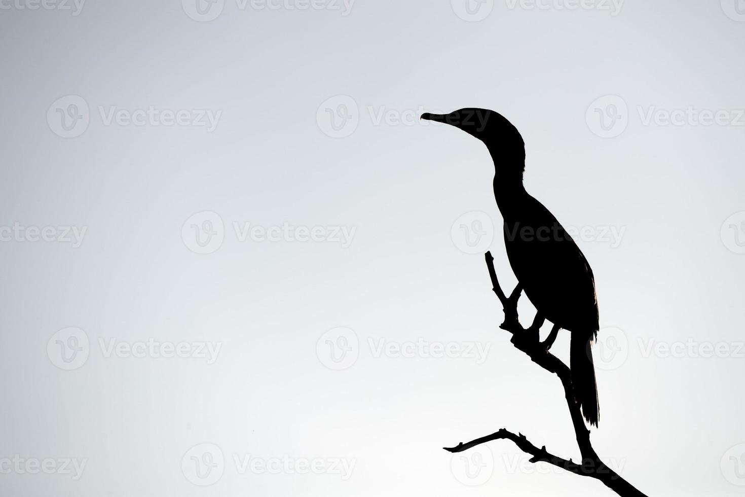 cormorant silhouette in baja california mexico photo