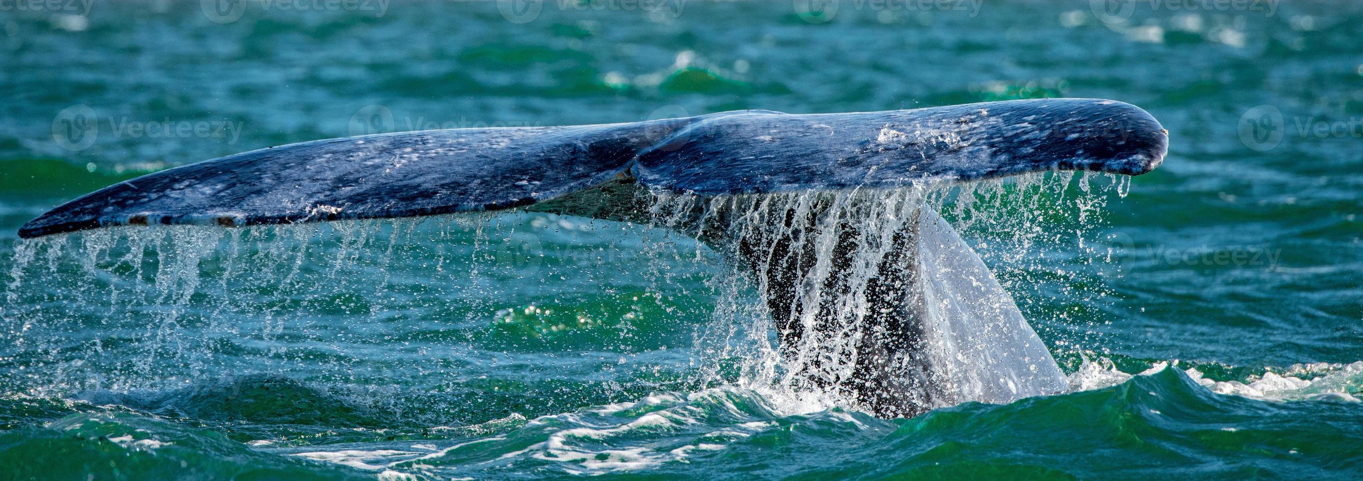 grey whale tail going down in ocean at sunset photo