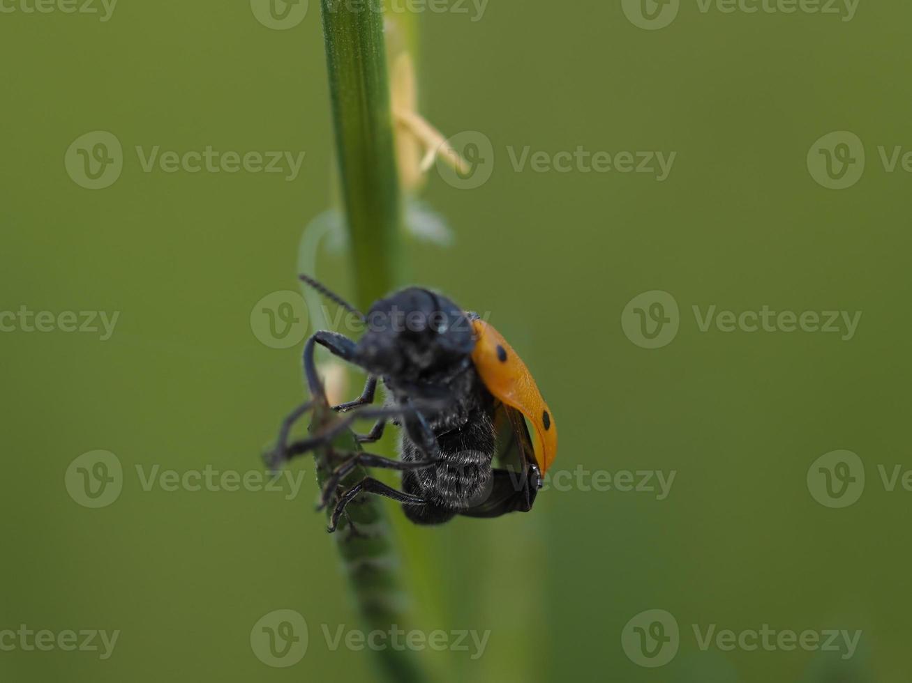 bug insect on green wheat field spike photo