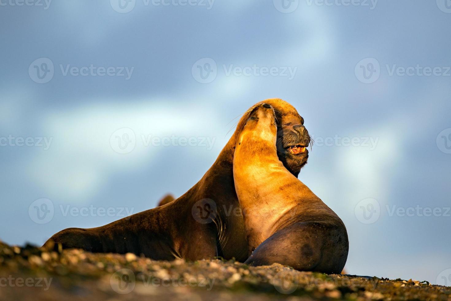 sea lion on the beach in Patagonia while kissing photo