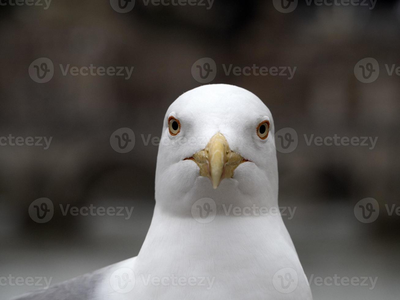seagull in rome close up portrait photo