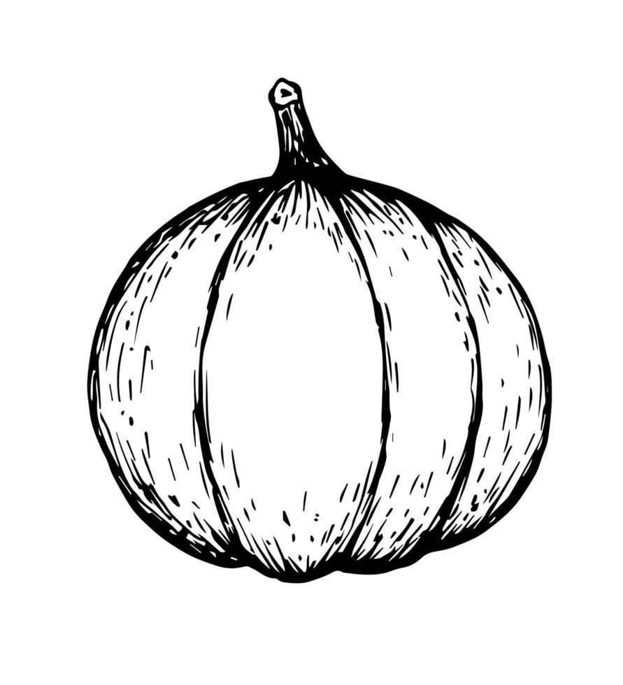 Hand-drawn simple vector black and white drawing. Pumpkin isolated on white background. For autumn design, harvest, vegetables.