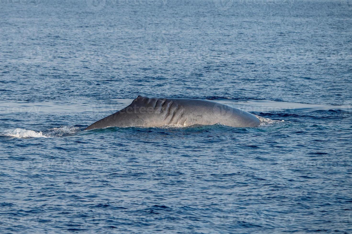 Fin whale damaged in ship collision propeller sign on body photo
