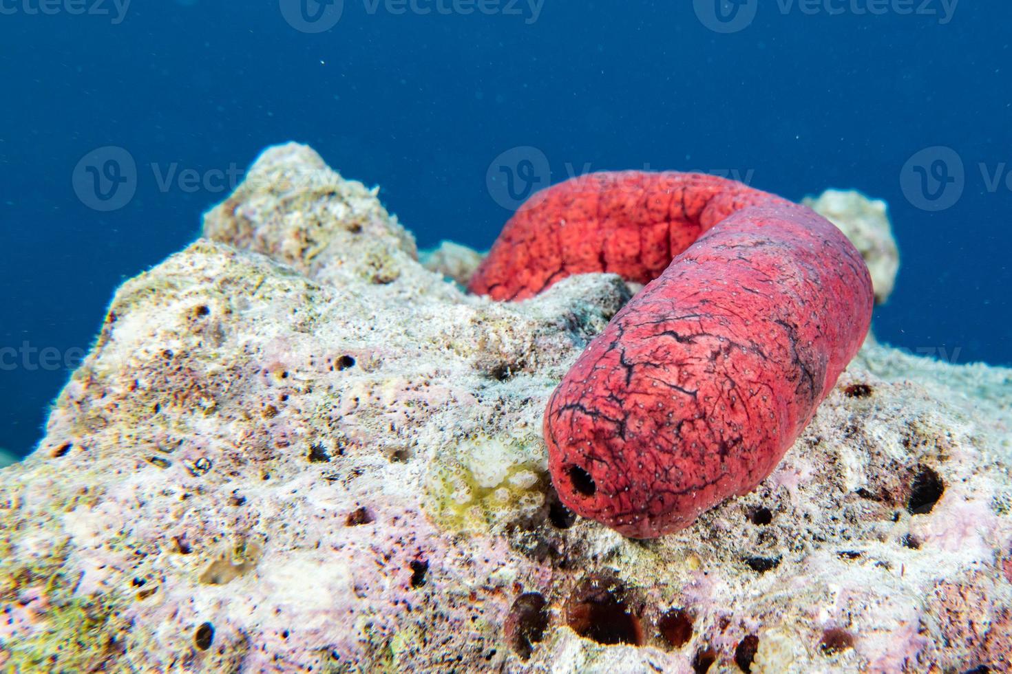 Holoturian sea cucumber close up portrait in maldives photo