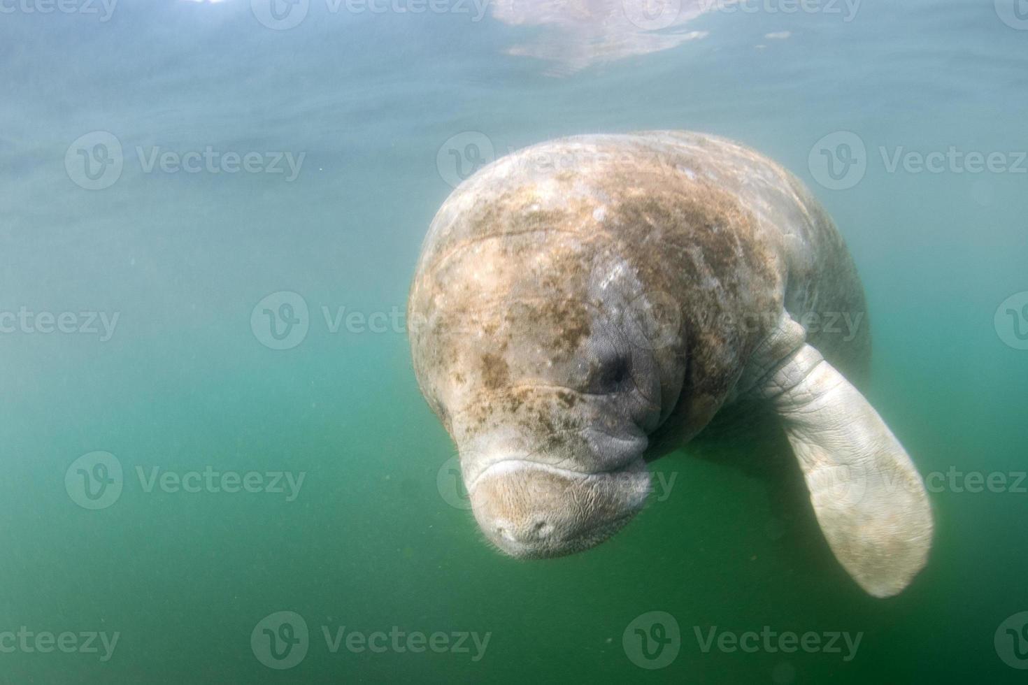 florida manatee close up portrait photo