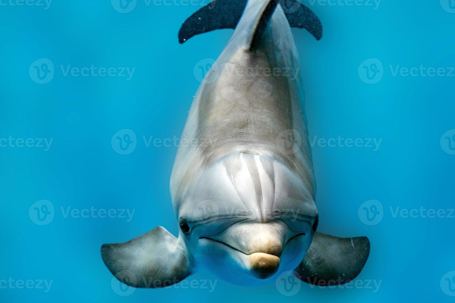 dolphin smiling eye close up portrait detail photo