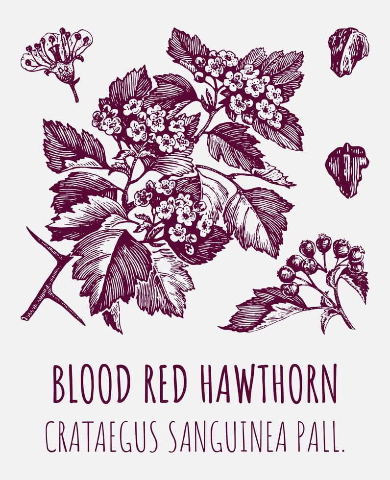 Vector drawings of blood red hawthorn. Hand drawn illustration. Latin name CRATAEGUS SANGUINEA PALL.