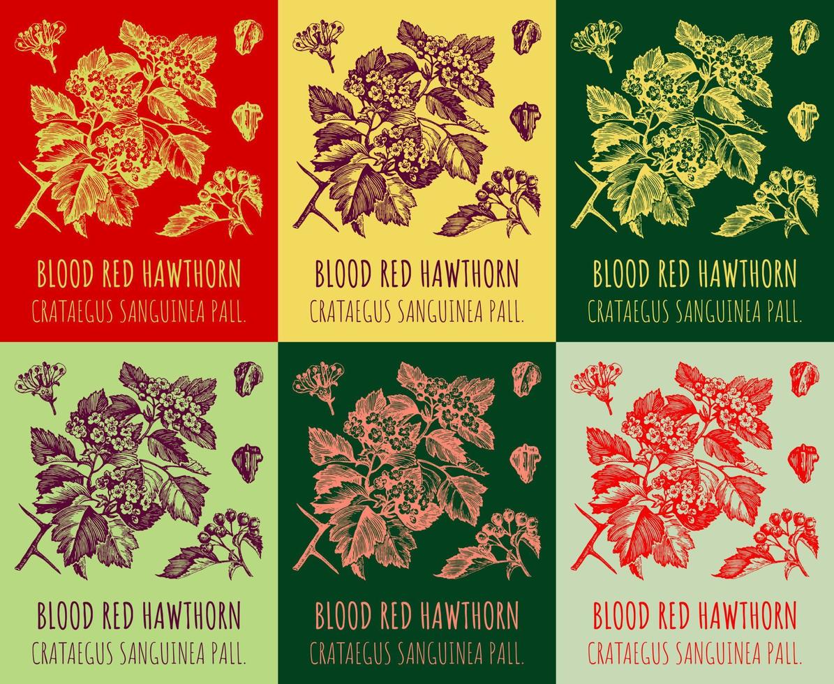 Set of vector drawings of blood red hawthorn in different colors. Hand drawn illustration. Latin name CRATAEGUS SANGUINEA PALL.