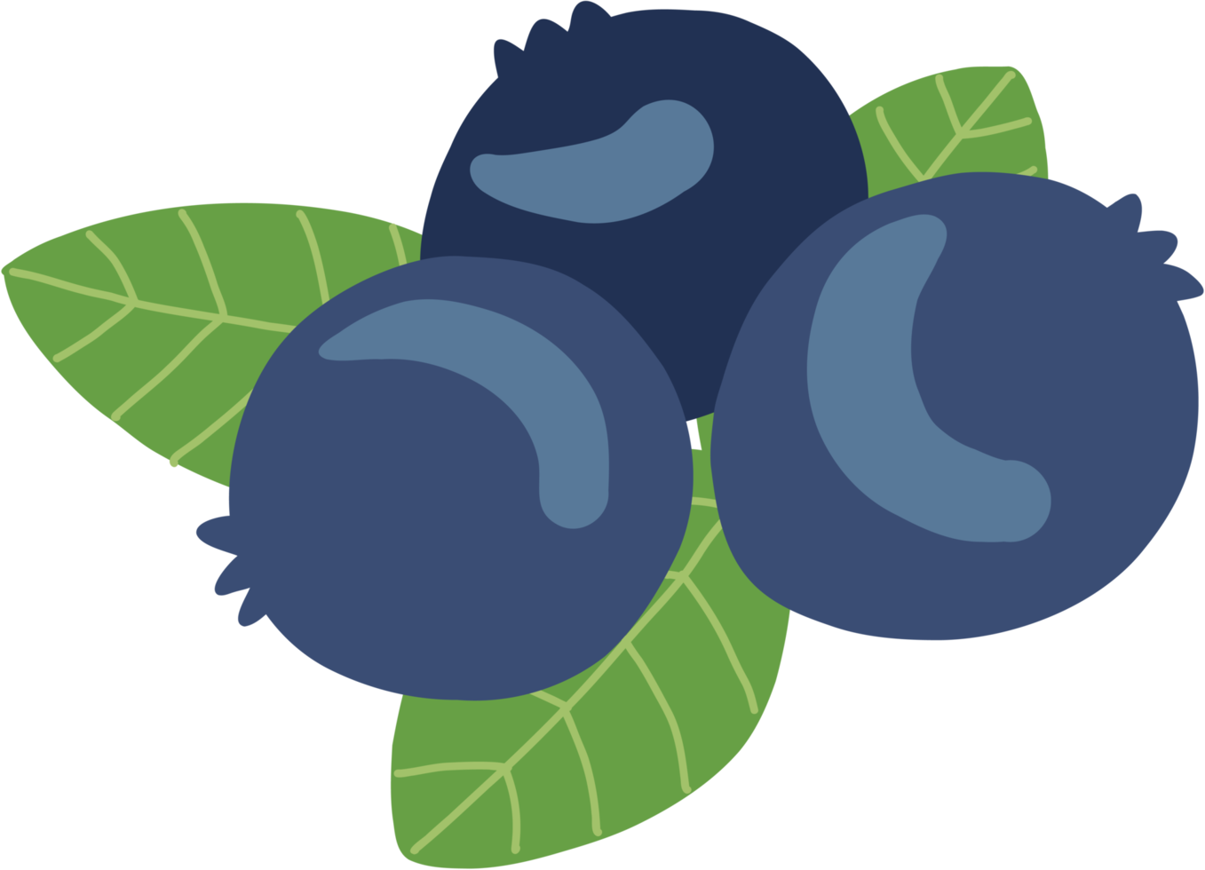 doodle freehand sketch drawing of blueberry fruit. png