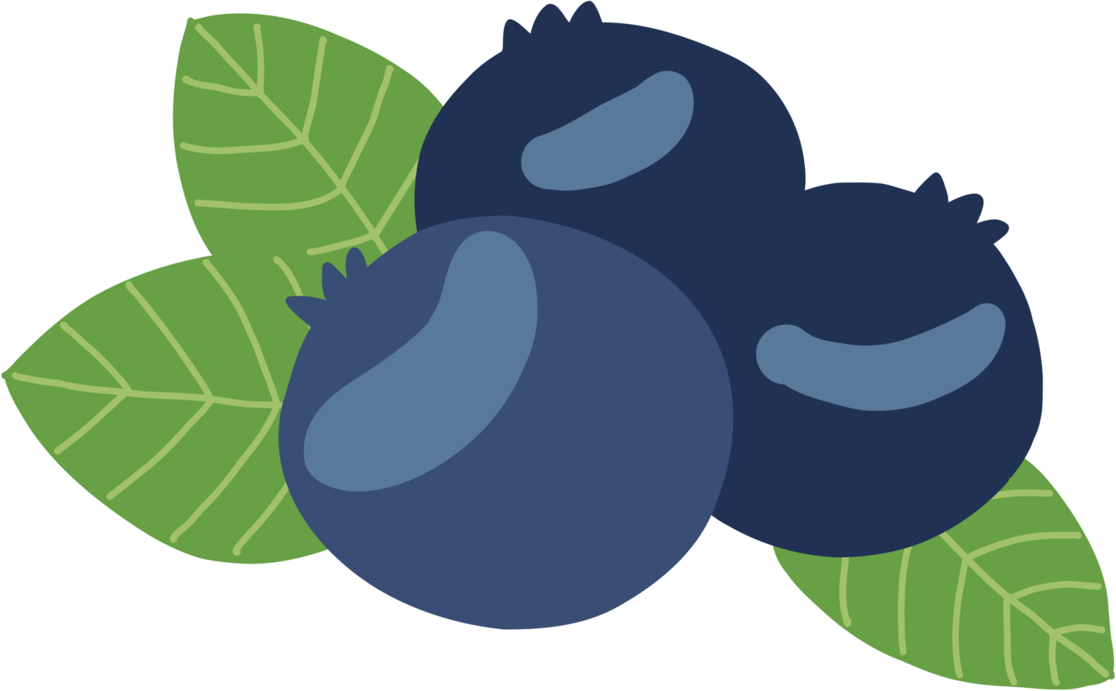 doodle freehand sketch drawing of blueberry fruit. png