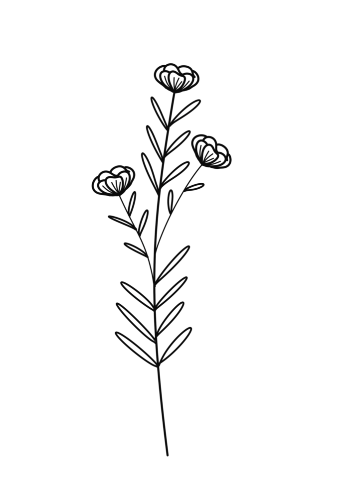 Wreath floral branch in hand drawn style png