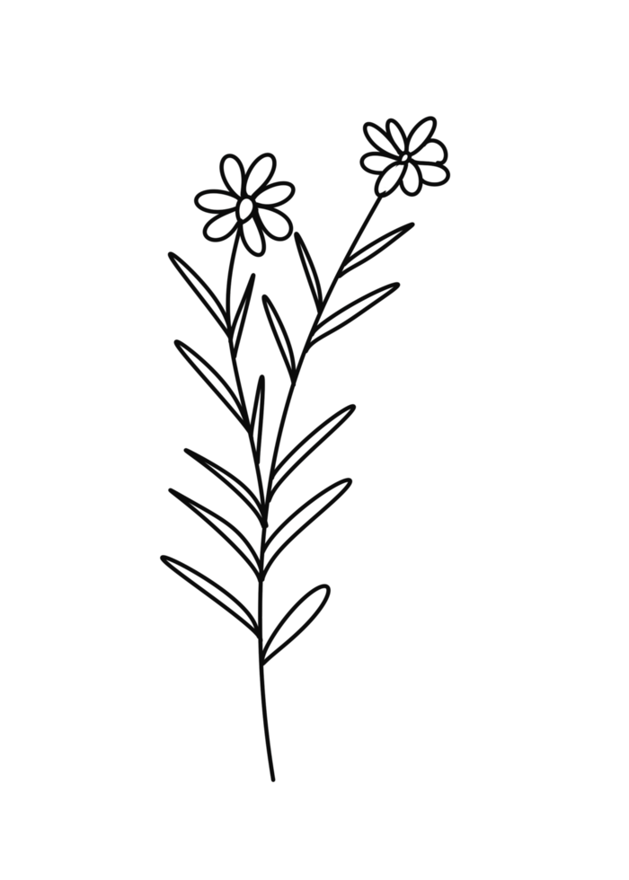 Wreath floral branch in hand drawn style png