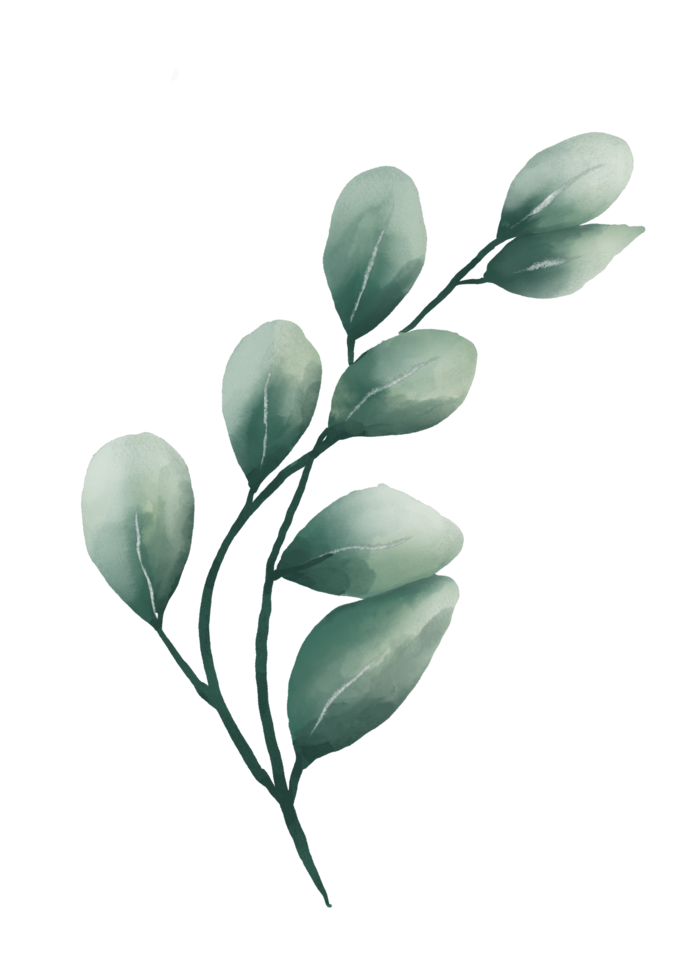 Watercolor eucalyptus leaves 12028190 PNG