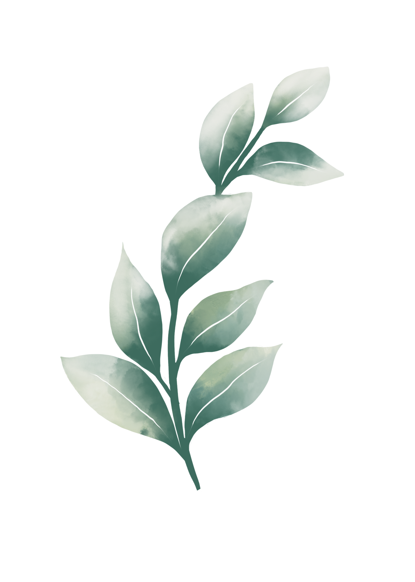 Free Watercolor eucalyptus leaves 12028227 PNG with Transparent Background