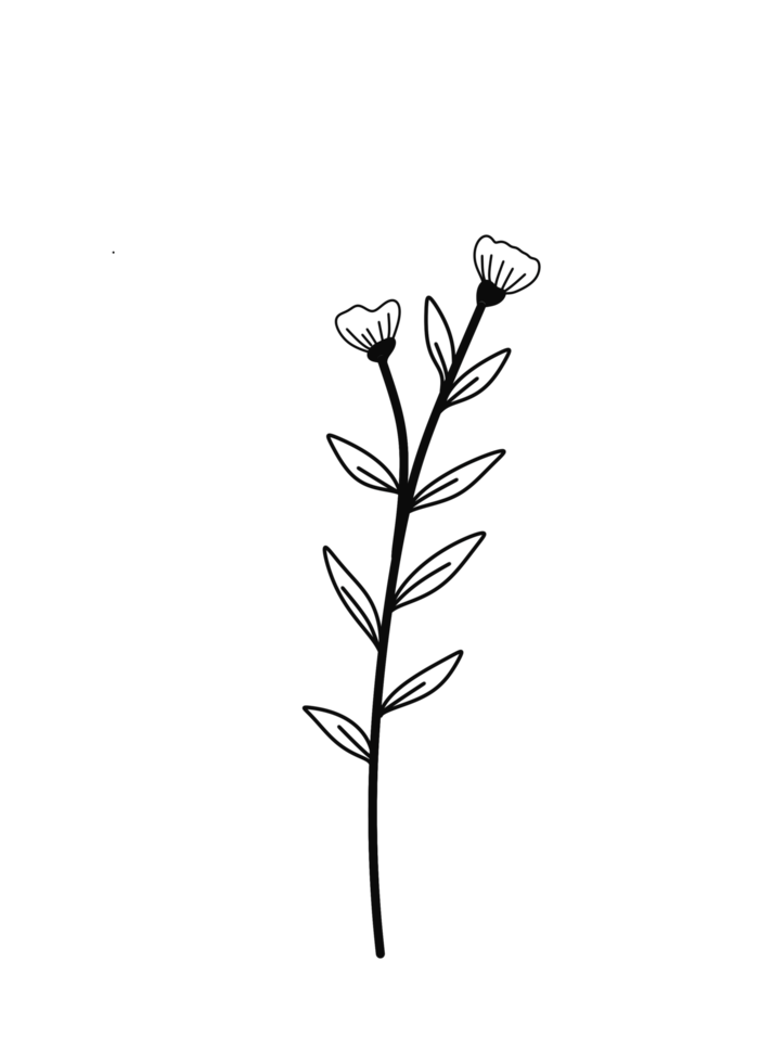 Wreath floral branch in hand drawn style png