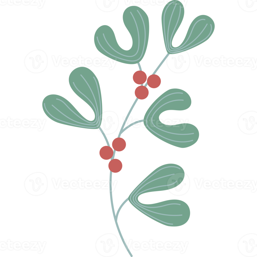 Beautiful branch of mistletoe with berries and leaves png