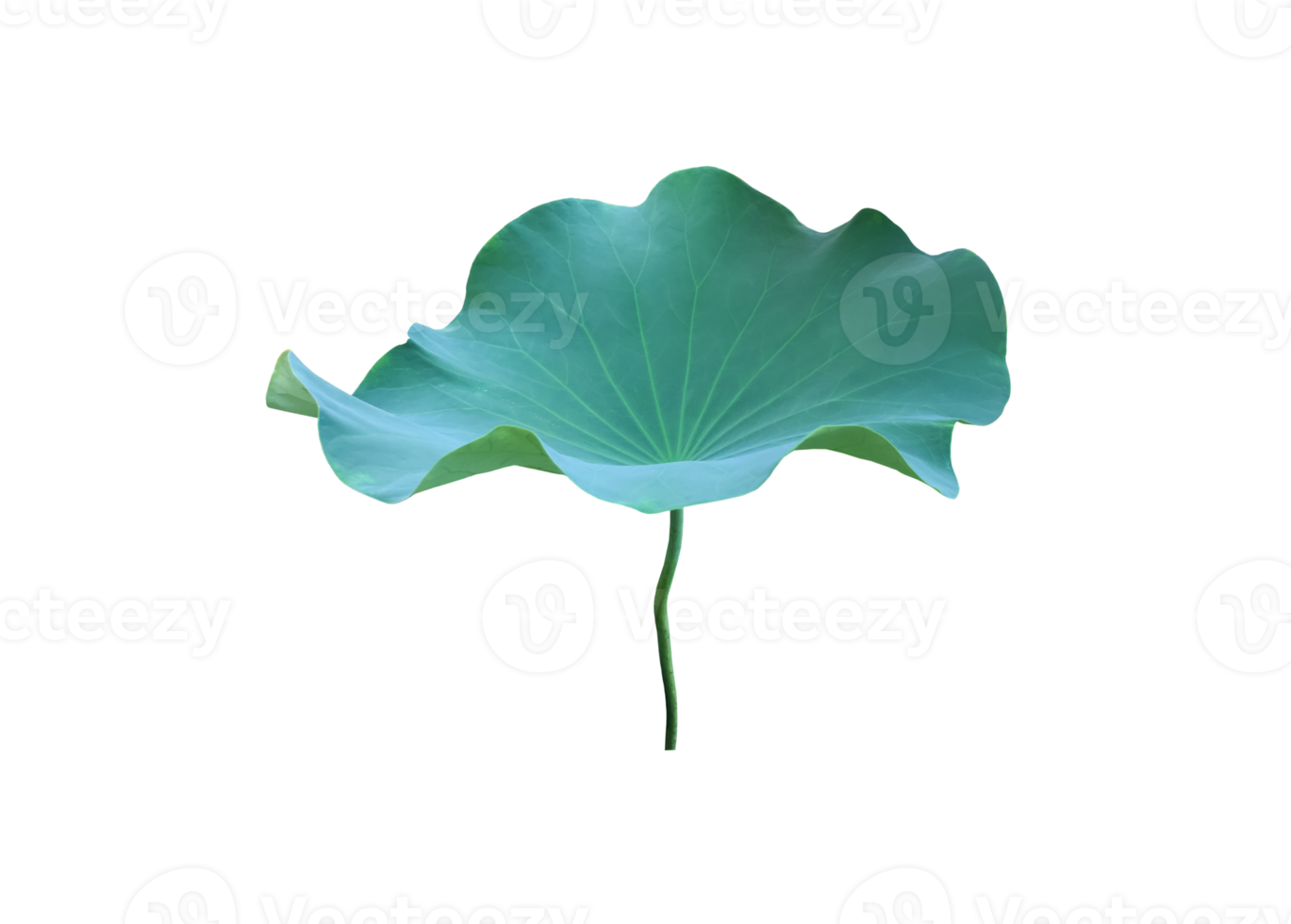 Isolated waterlily or lotus plant with clipping paths. png