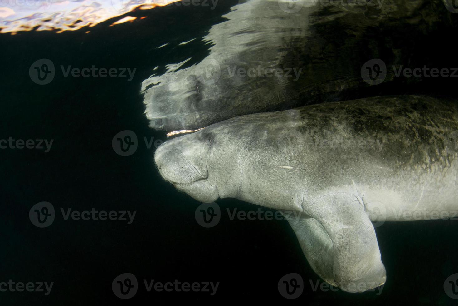 florida manatee close up portrait in crystal river photo