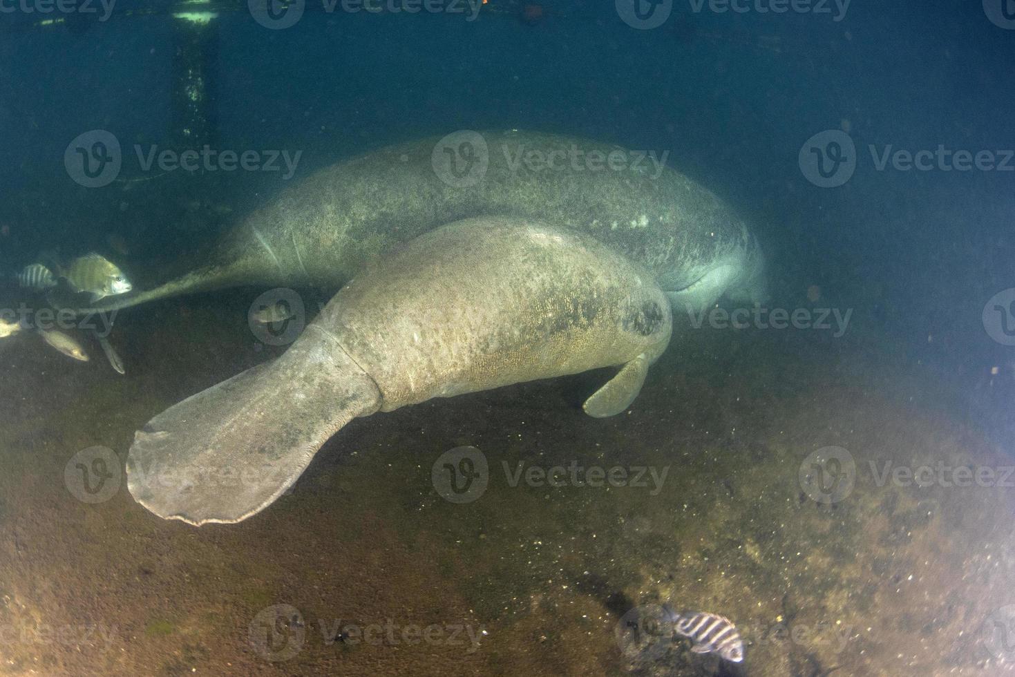 florida manatee close up portrait in crystal river mother and baby photo