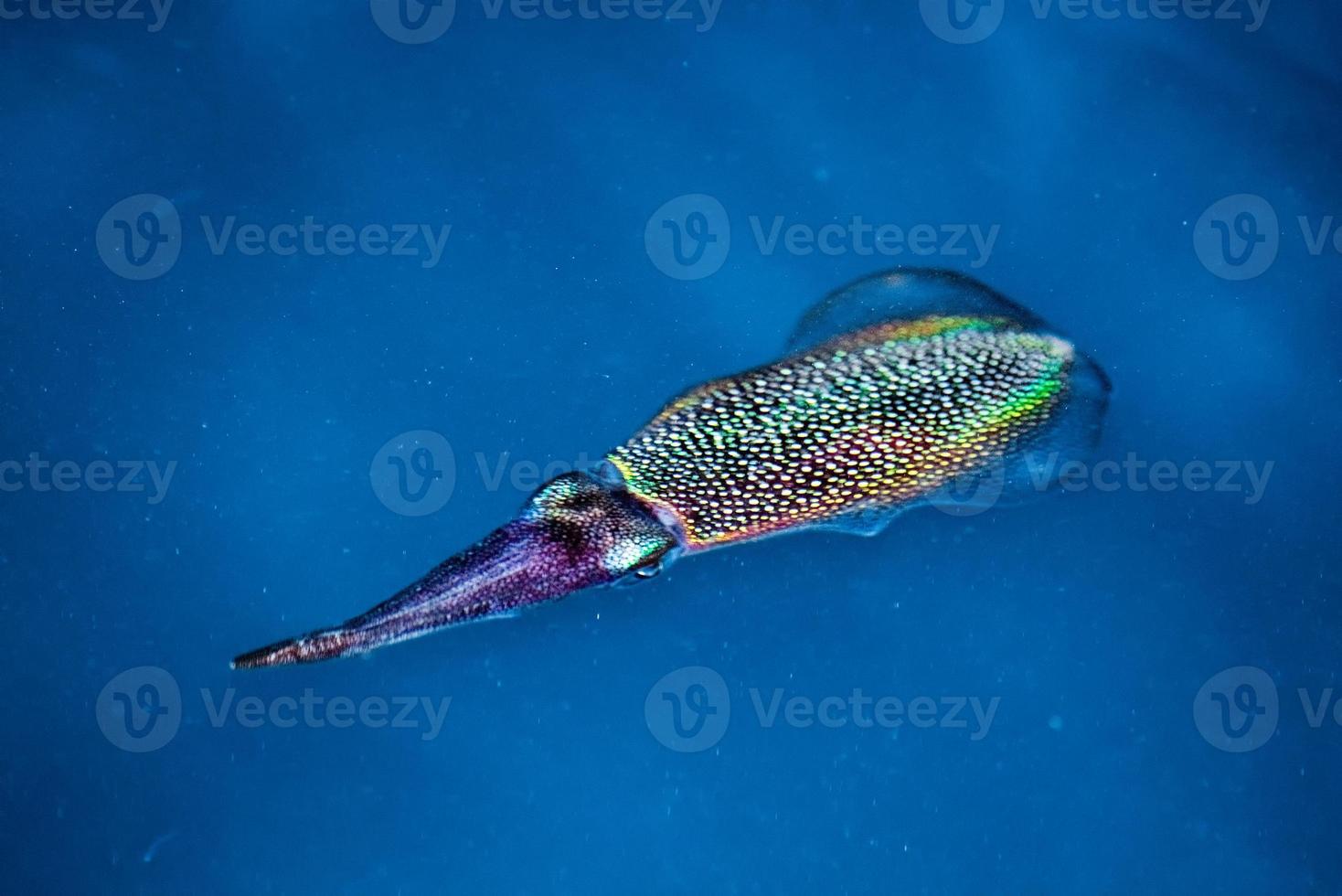Squid cuttlefish underwater at night photo