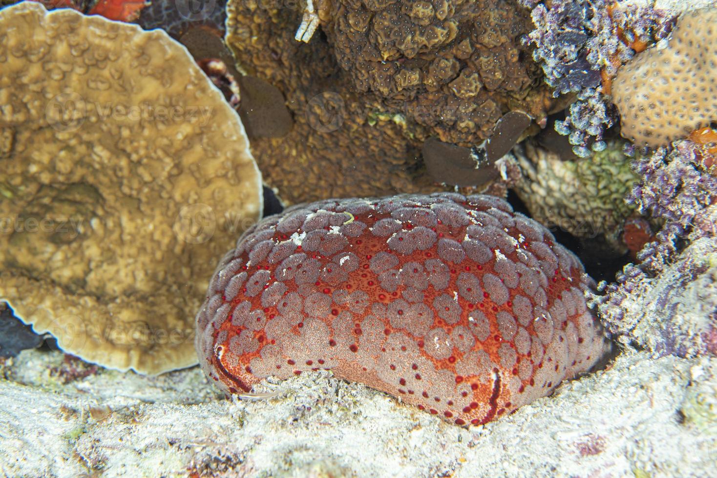 Cushion sea star macro detail while diving maldives photo