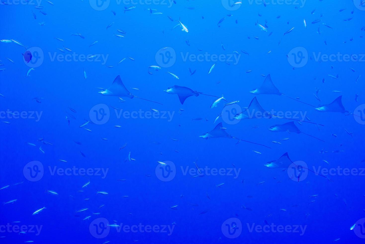 eagle ray manta while diving in Maldives photo